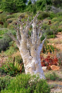 Cyphostemma juttae, plant, succulent, Karoo Desert Botanic Garden, Worcester, Western Cape, South