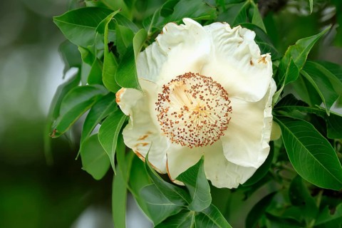 African baobab (Adansonia digitata), African baobab, flowers, flowering, foliage, Kruger, Kruger