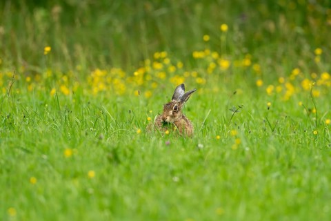 European hare (Lepus europaeus), Vulkaneifel, Rhineland-Palatinate, Germany