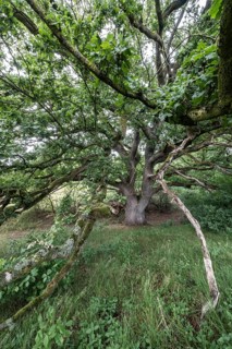 English oak (Quercus robur) in the Hutewald forest, Emsland, Lower Saxony, Germany