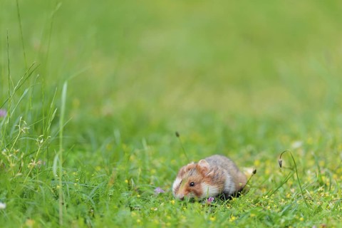 A European hamster (Cricetus cricetus) collects herbs, grass and daisies in a fresh green meadow