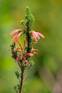 Erica glandulosa, flower, flowering, Kirstenbosch Botanical Gardens, Cape Town, South Africa