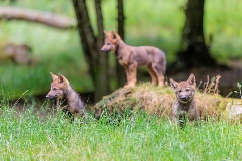 Three gray wolf pups (Canis lupus lupus) stand on, or next to a rock on a small hill at the edge of