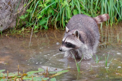 An adult raccoon (Procyon lotor) searches for food in the shallow water of a stream surrounded by