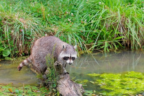 An adult raccoon (Procyon lotor) crosses the shallow water of a stream on a broken branch of a tree