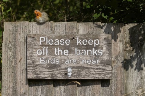 European robin (Erithacus rubecula) adult bird on a sign at a wildlife trust site, Lackford Lakes