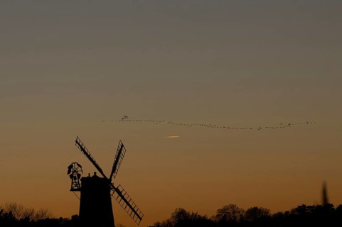 Windmill silhouette at sunset with a red sky and a skein or flock of Pink-footed geese (Anser