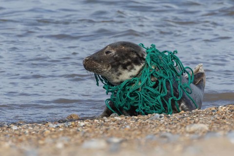Grey seal (Halichoerus grypus) adult animal with netting wrapped around its body resting on a