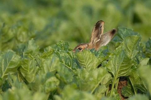 European brown hare (Lepus europaeus) adult animal in a farmland sugar beet crop, England, United