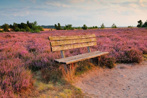 Idyllic wooden bench in the middle of the blooming Lüneburg Heath, Lower Saxony, Germany