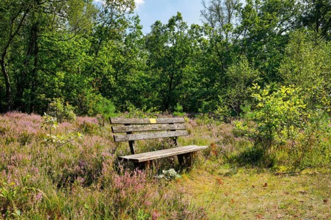 Bench in the Lüneburg Heath, Lower Saxony, Germany