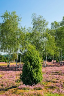 Birches and junipers in the blooming Lüneburg Heath, Lower Saxony, Germany