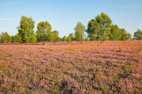 Birch trees in the blooming Lüneburg Heath, Osterheide near Schneverdingen, Lower Saxony, Germany