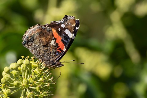 Red admiral butterfly (Vanessa atalanta) adult insect feeding on Ivy (Hedera helix) flowers in