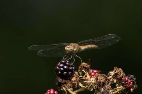 Common darter dragonfly (Sympetrum striolatum) adult insect resting on blackberries fruit in