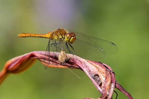 Ruddy darter dragonfly (Sympetrum sanguineum) adult insect resting on a lily flower in summer,