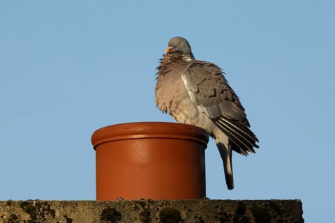 Wood pigeon (Columba palumbus) adult bird on an urban house chimney pot, England, United Kingdom