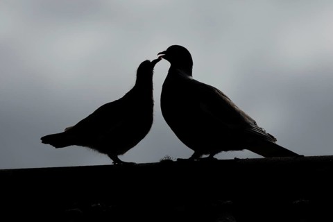 Wood pigeon (Columba palumbus) silhouette of two birds with a juvenile squab bird begging for food