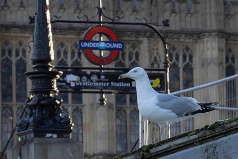 Herring gull (Larus argentatus) adult bird outside Westminster underground station, London,
