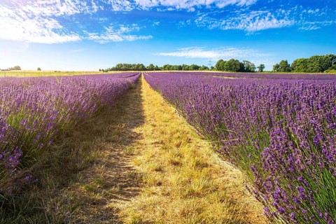 Lavender field near Grünstadt (Pfalz) ***The Gaul winery cultivates lavender and markets the