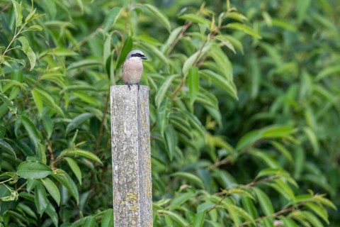 Red-backed shrike (Lanius collurio), Emsland, Lower Saxony, Germany