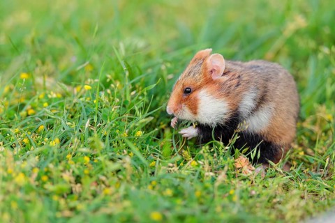 A European hamster (Cricetus cricetus) collects herbs, grass and daisies in a fresh green meadow
