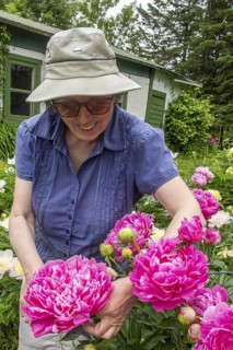 Woman and flowers, Woman taking care of peony flowers, Peonia sp, Region of La Mauricie, Province