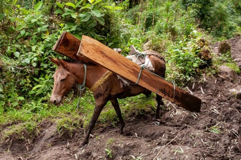 Draft horse, Horse carrying planks down a mountain, Imbabura province, Ecuador, South America