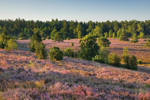 View from Wilseder Berg in Lüneburg Heath nature park Park at sunrise, Lower Saxony, Germany