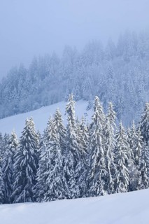 Freshly snow-covered spruce forest, Sattelegg, Schwyz, Switzerland