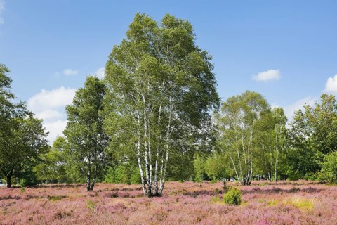 Large birch trees in the blooming Lüneburg Heath, Lower Saxony, Germany