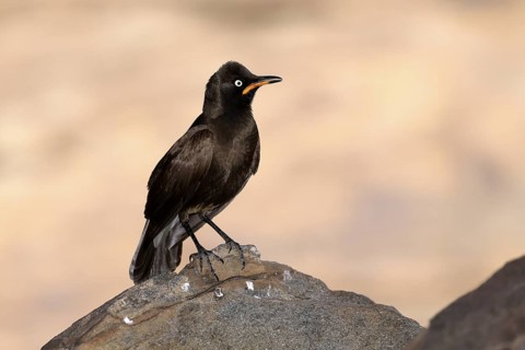Bicoloured Glossy Starling (Lamprotornis bicolor), adult, on rocks, alert, Mountain Zebra National