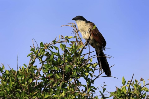 White-browed Cuckoo (Centropus superciliosus), adult, on tree, on guard, Kruger, Kruger National