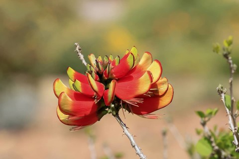 Erythrina acanthocarpa, Tambuki thorn, flowering, flowers, Karoo Desert Botanic Garden, Worcester,