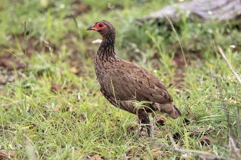 Swainson's francolin (Pternistis swainsonii), adult, vigilant, foraging, Kruger, Kruger National