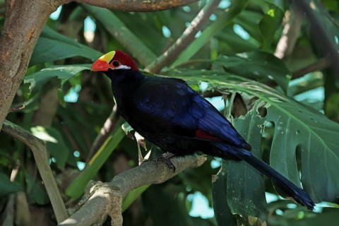 Shield turaco (Tauraco violaceus), adult, on tree, vigilant, South Africa