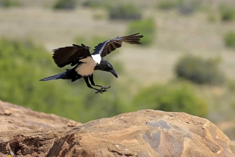 Shield raven (Corvus albus), adult, flying, Mountain Zebra National Park, South Africa