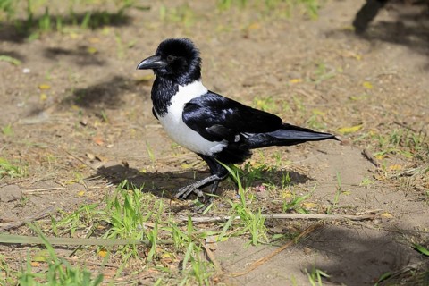 Shielded raven (Corvus albus), adult, on ground, running, alert, Mountain Zebra National Park,