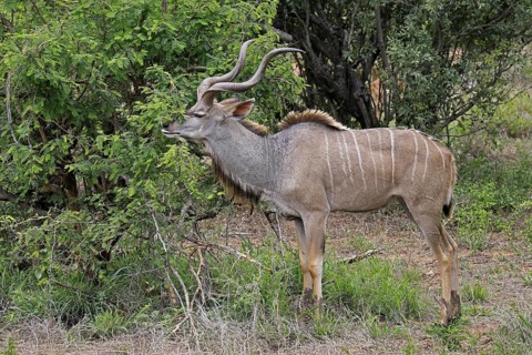 Zambezi Great Kudu (Tragelaphus strepsiceros zambesiensis), adult male, foraging, Mountain Zebra