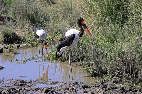 Saddle-billed stork (Ephippiorhynchus senegalensis), adult, foraging, in the water, Kruger, Kruger