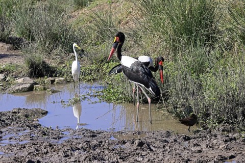 Saddle-billed Stork (Ephippiorhynchus senegalensis), Great White Egret (Ardea alba), adult,