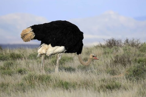 South African ostrich (Struthio camelus australis), adult, male, foraging, Mountain Zebra National