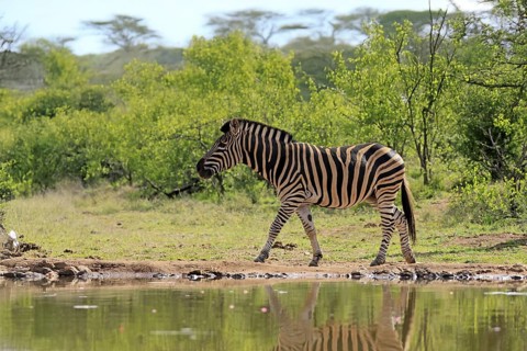 Burchell's zebra (Equus quagga burchelli), Burchell's zebra, adult, at the water, waterhole,