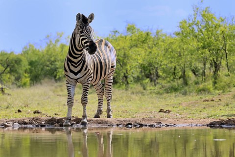 Burchell's zebra (Equus quagga burchelli), Burchell's zebra, adult, at the water, waterhole, alert,