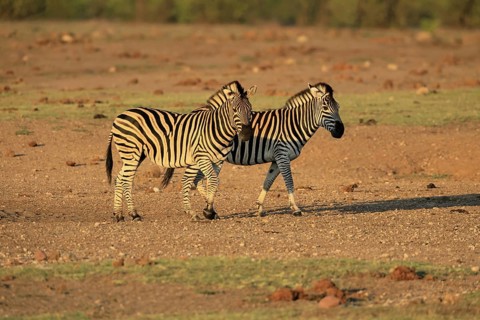 Burchell's zebra (Equus quagga burchelli), Burchell's zebra, adult, two animals, foraging, Kruger,