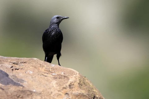 Red-winged Starling (Onychognathus morio), adult, on rocks, female, alert, Mountain Zebra National