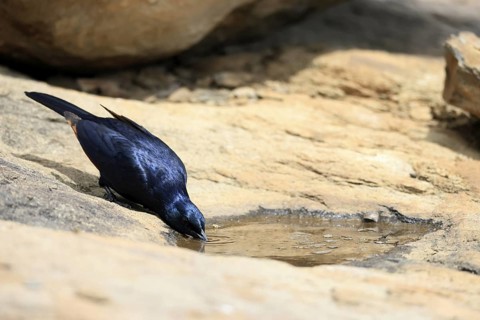 Red-winged Starling (Onychognathus morio), adult, male, at the water, drinking, Mountain Zebra