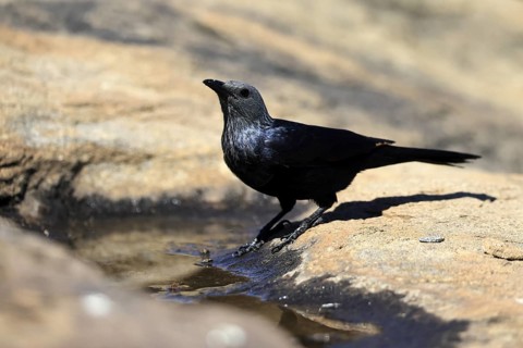 Red-winged Starling (Onychognathus morio), adult, at the water, female, Mountain Zebra National