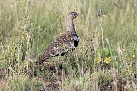 Red-crested Bustard (Lophotis ruficrista), adult, male, foraging, alert, Kruger, Kruger National