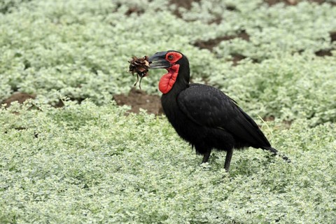 Red-faced Hornbill (Bucorvus leadbeateri), Southern ground hornbill, Red-cheeked Hornbill, Kaffir